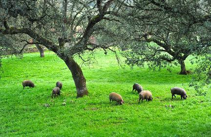 Cerdos ibéricos alimentándose libres en la dehesa salmantina