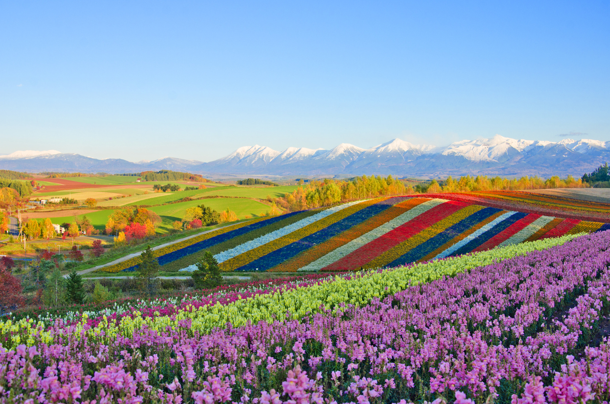 Jadines de Flores Shikisai, Japón