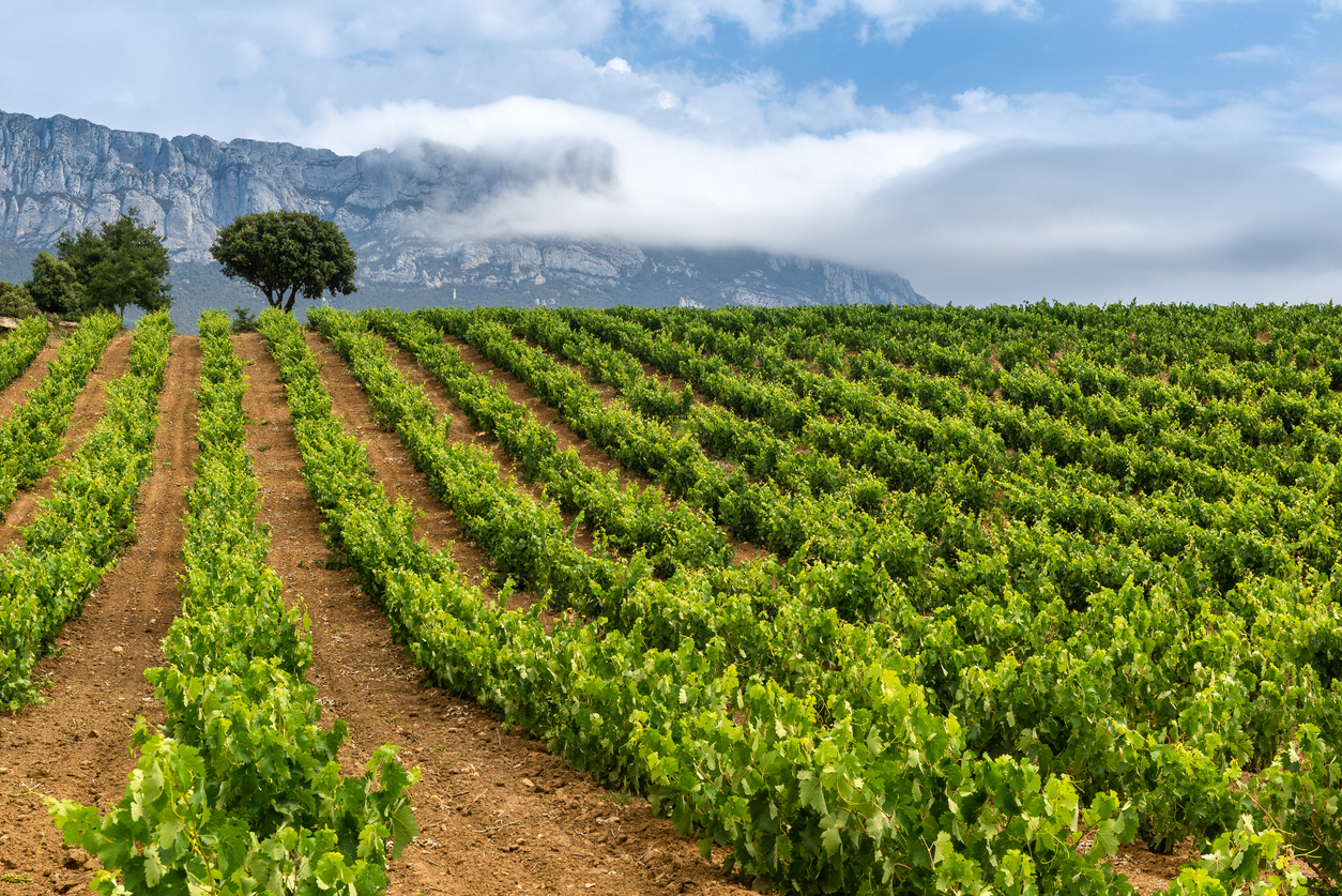 Viñedo en la Rioja Alavesa, País Vasco