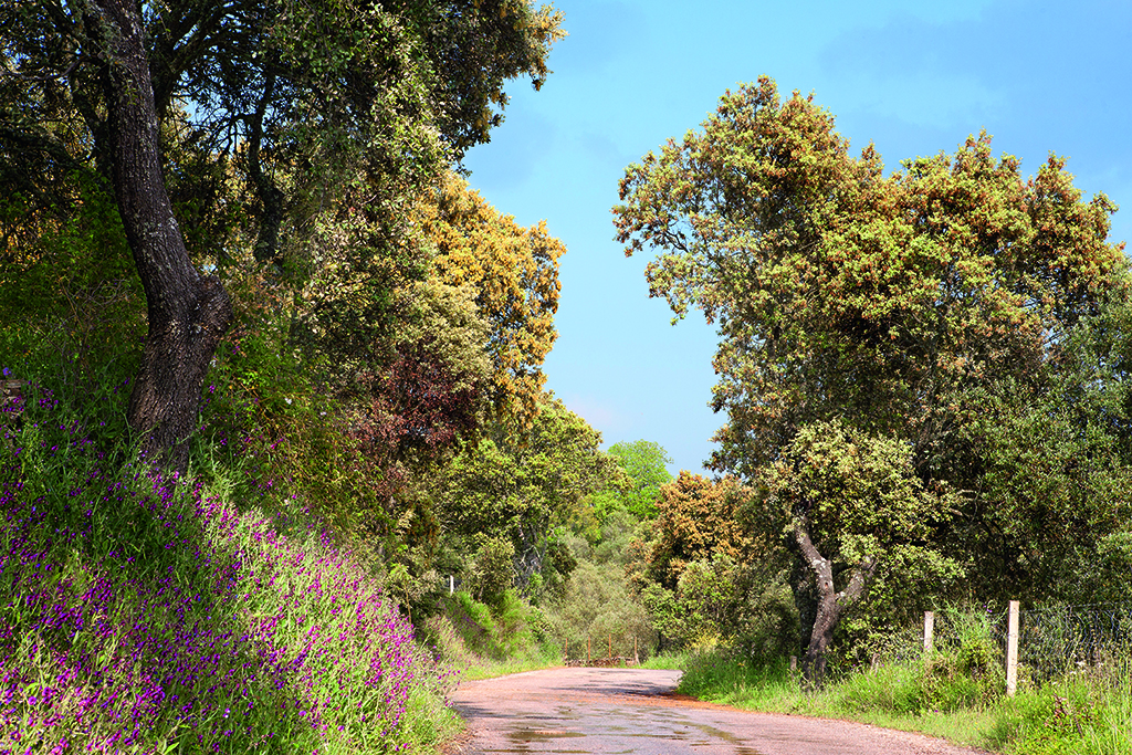 Sierra de Huelva