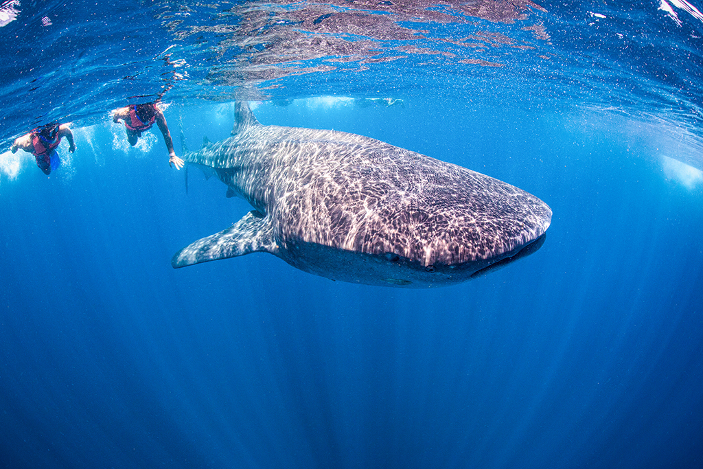 Buceadores junto a un tiburón ballena