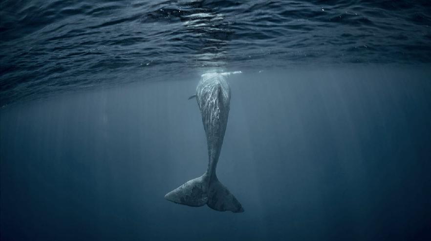 Herman Melville y Moby Dick. Un viaje por Nueva Inglaterra (Estados Unidos)